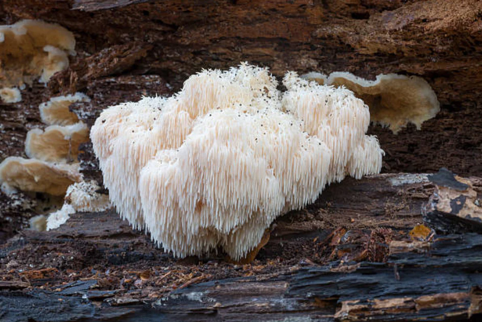 Comment Faire Sécher des Champignons à l'Air Libre : Guide Facile et Efficace