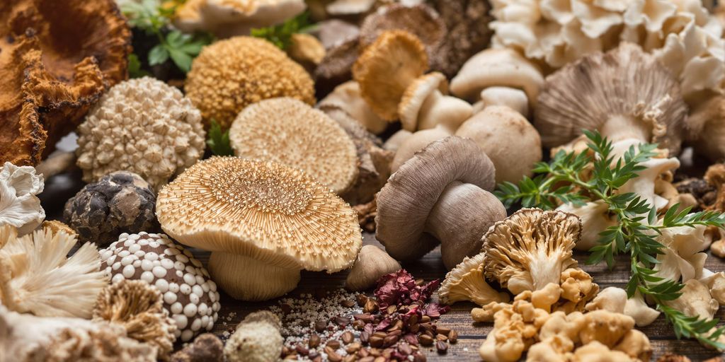 Mix of adaptogenic mushrooms on a wooden surface.