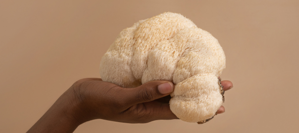 Au bout de combien de temps le Lion's Mane fait-il effet ?