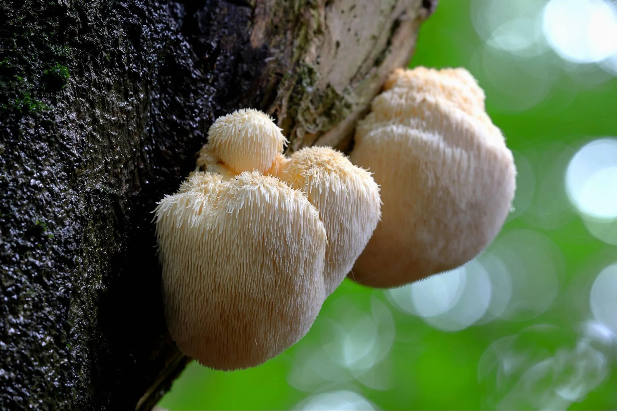 Extrait de Lion's Mane : ratios, bêta-glucanes et différences avec la poudre